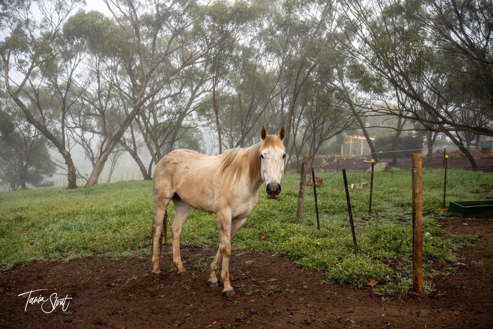 Pecan Hill Bnb Bed & Breakfast Toodyay Екстериор снимка